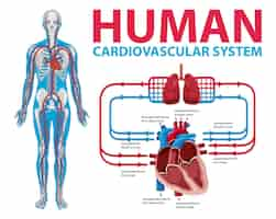 무료 벡터 인간의 심혈관 시스템을 보여주는 다이어그램
