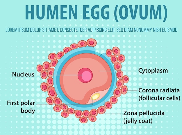 Diagram showing human egg ovum