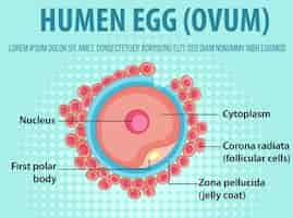 Free vector diagram showing human egg ovum