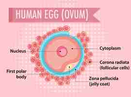 Бесплатное векторное изображение Диаграмма, показывающая яйцеклетку человека