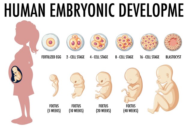 your baby at week 6