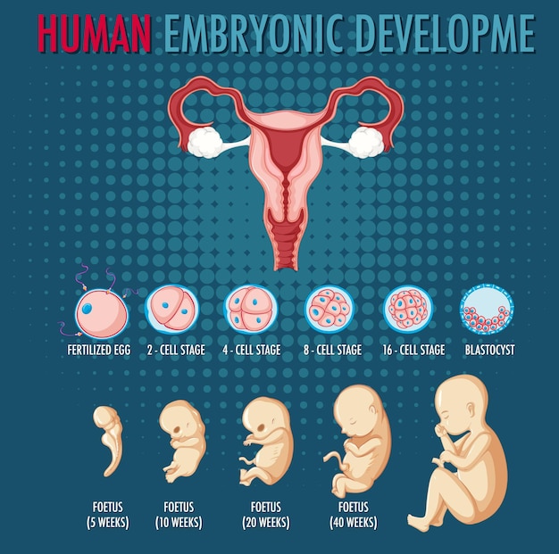 Vettore gratuito diagramma che mostra lo sviluppo embrionale umano