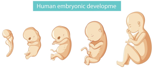 無料ベクター ヒト胚発生を示す図