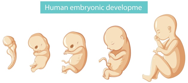 Vettore gratuito diagramma che mostra lo sviluppo embrionale umano