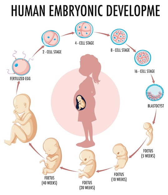 Vettore gratuito diagramma che mostra lo sviluppo embrionale umano