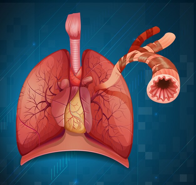 Diagram showing human lung on blue background