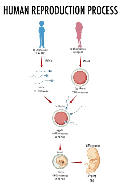 Free vector diagram showing human reproduction process