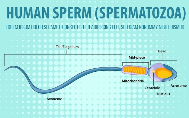 Diagram showing human sperm spernatozoa