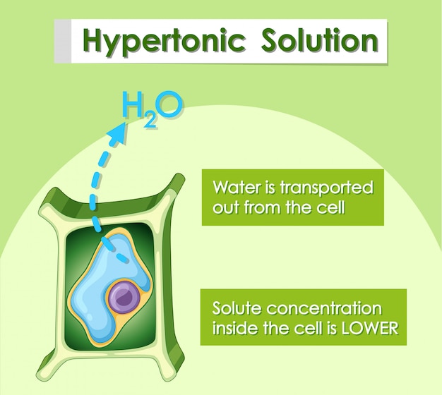 Free vector diagram showing hypertonic solution