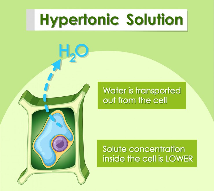 Free Vector diagram showing hypertonic solution