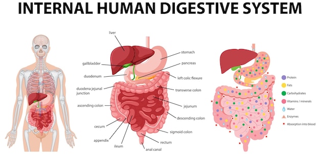 Diagram showing internal human digestive system