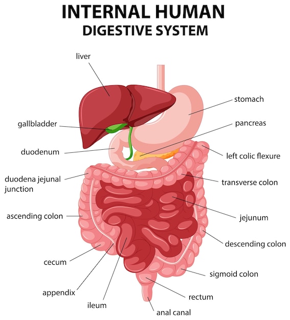 Diagram showing internal human digestive system