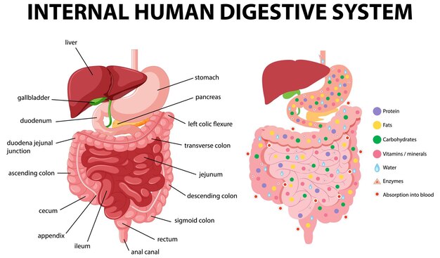 Diagram showing internal human digestive system