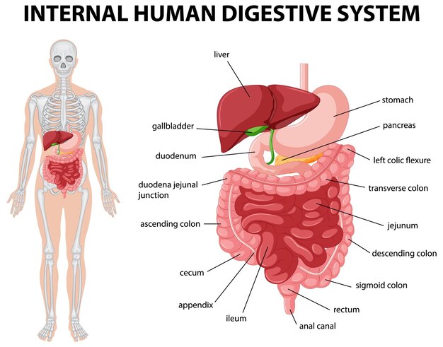 Diagram showing internal human digestive system