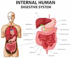 Free vector diagram showing internal human digestive system