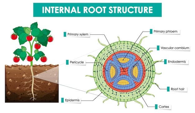 Diagram showing internal root structure