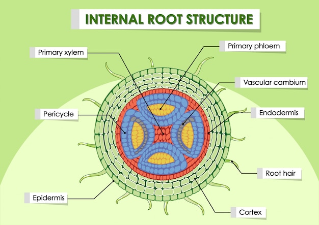 Free vector diagram showing internal root structure