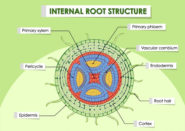 Diagram showing internal root structure