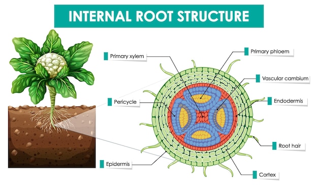 Free vector diagram showing internal root structure