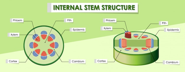 Free vector diagram showing internal stem structure