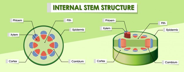 Diagram showing internal stem structure