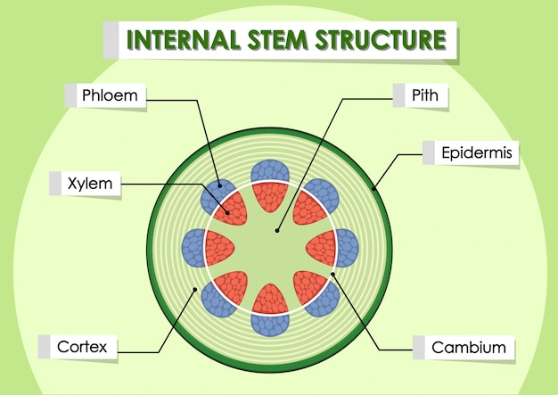 Vettore gratuito diagramma che mostra la struttura interna dello stelo