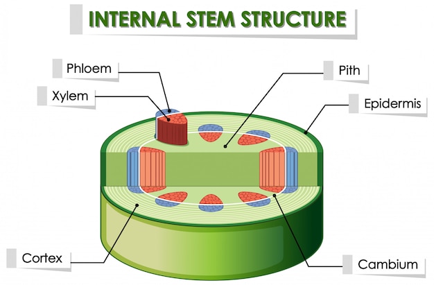 Vettore gratuito diagramma che mostra la struttura interna dello stelo