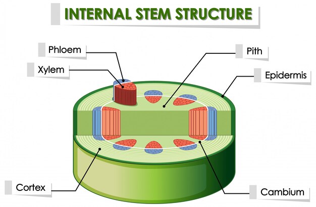 内部ステム構造を示す図