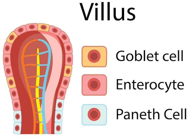 Free Vector diagram showing intestinal villus structure