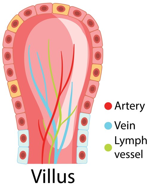 Diagram showing intestinal villus structure