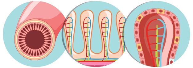 Diagram showing intestinal villus structure