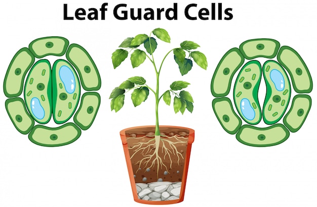 Free vector diagram showing leaf guard cells on white