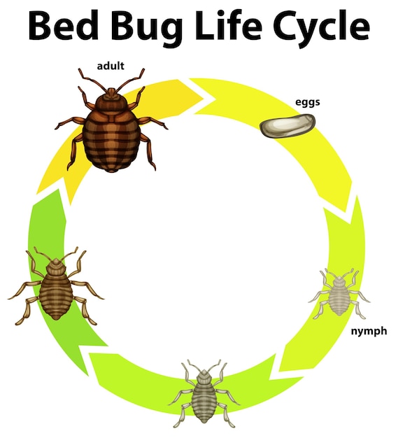 Diagram showing life cycle of bed bug