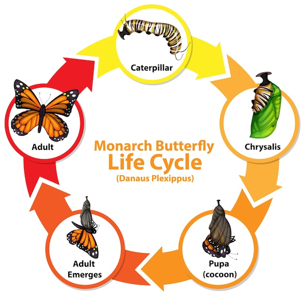 Free vector diagram showing life cycle of butterfly