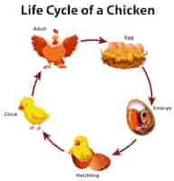 Vettore gratuito diagramma che mostra il ciclo di vita del pollo