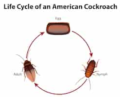 Vettore gratuito diagramma che mostra il ciclo di vita dello scarafaggio