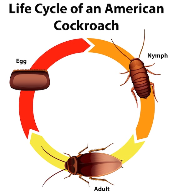 Diagram showing life cycle of cockroach