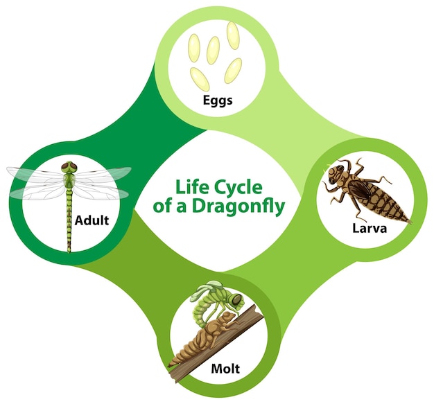 Free vector diagram showing life cycle of dragonfly