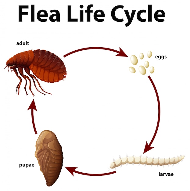 Diagramma che mostra il ciclo di vita delle pulci