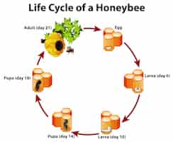Free vector diagram showing life cycle of honeybee
