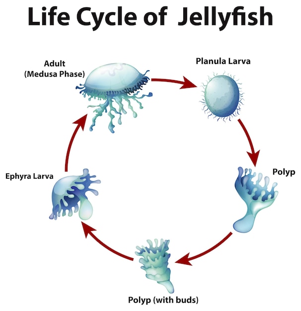 Free vector diagram showing life cycle of jellyfish