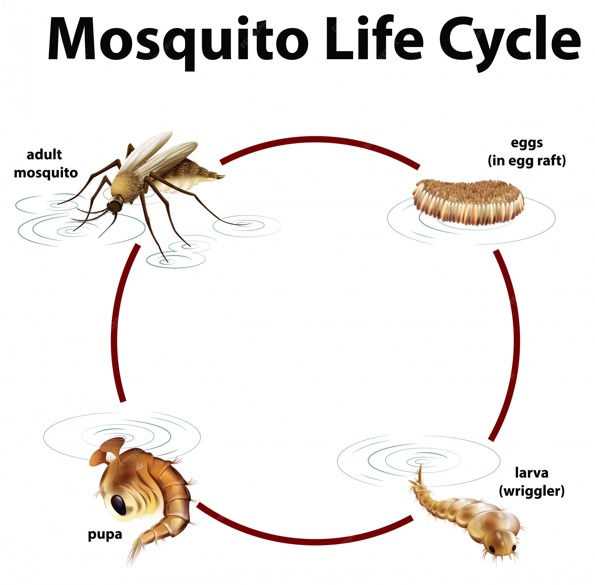 Free Vector | Diagram showing life cycle of mosquito