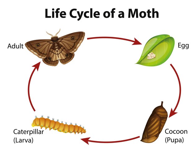 蛾のライフサイクルを示す図