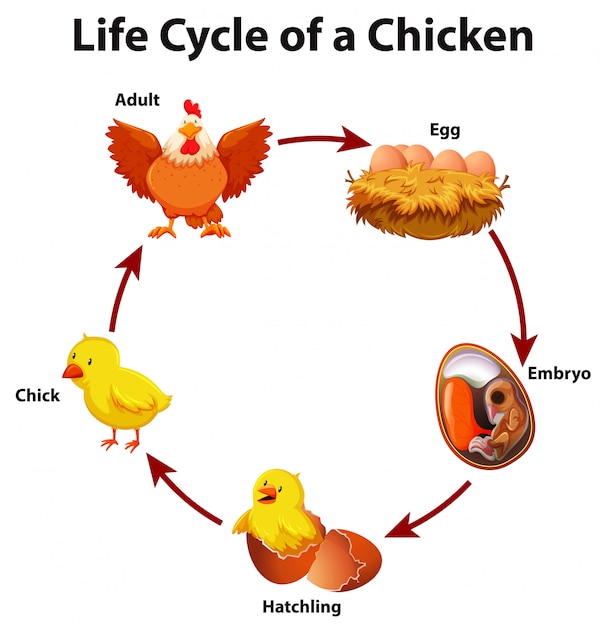 무료 벡터 닭의 수명주기를 보여주는 다이어그램
