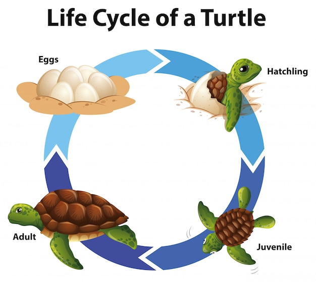 Diagram showing life cycle of sea turtle