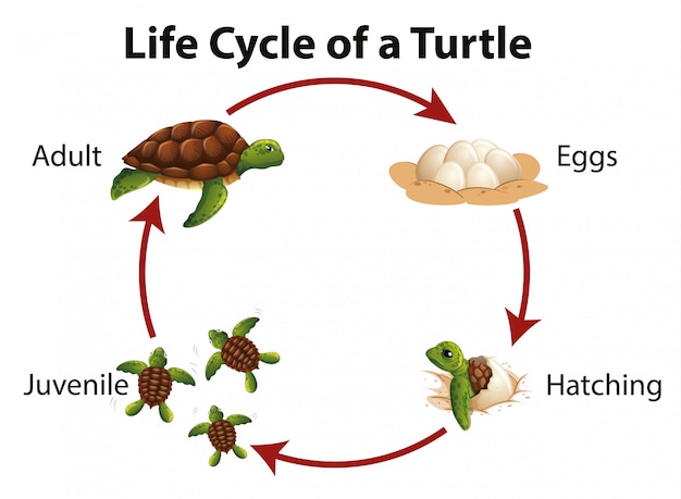 Diagram showing life cycle of sea turtle