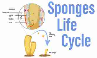 Vettore gratuito diagramma che mostra il ciclo di vita delle spugne