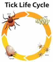 Vettore gratuito diagramma che mostra il ciclo di vita del segno di spunta