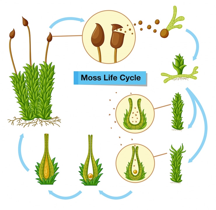Free Vector diagram showing moss life cycle