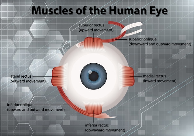 Diagram showing muscles of human eye on gray background